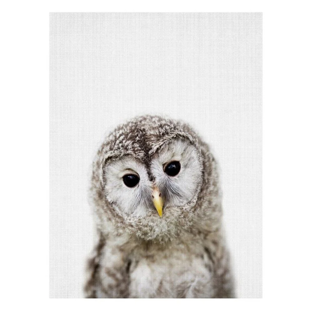 Plakát Blue-Shaker Baby Animals Owl, 30 x 40 cm v:1322324