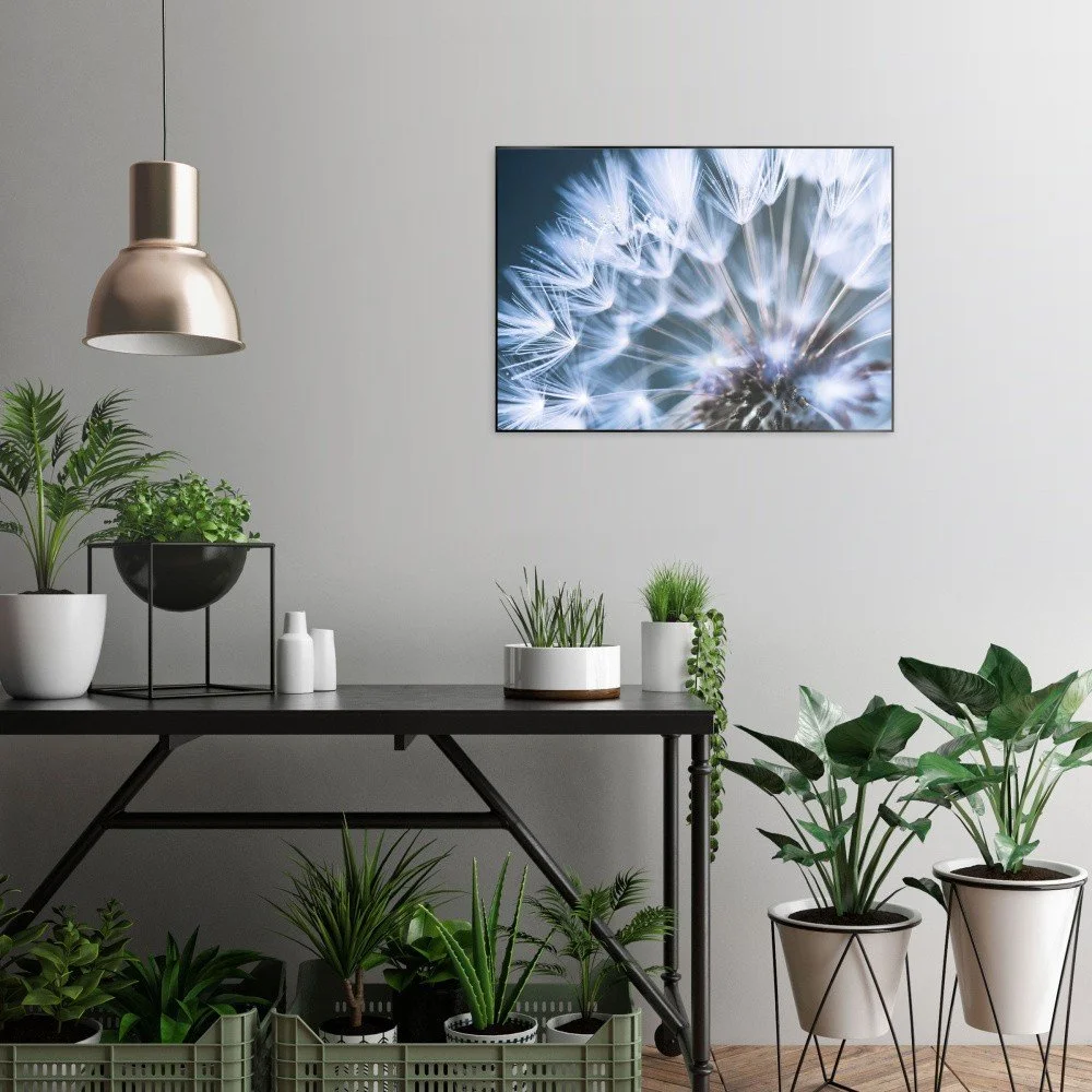 Obraz v černém rámu OrangeWallz Blue Dandelion, 50 x 70 cm v:1144202