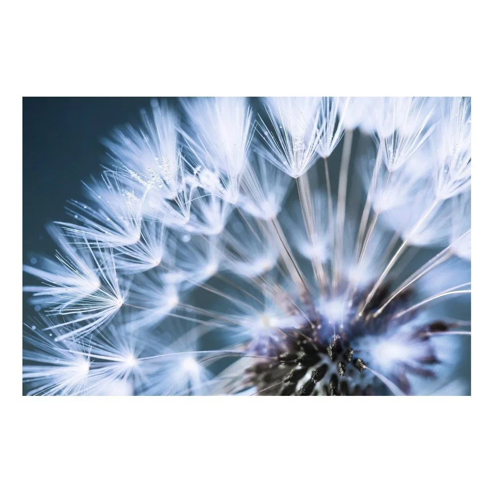 Obraz na plátně OrangeWallz Blue Dandelion, 60 x 90 cm v:1144414